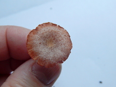 Agaricales