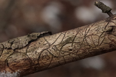 Pityogenes chalcographus