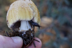 Coprinellus bipellis