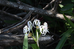 Crinum americanum