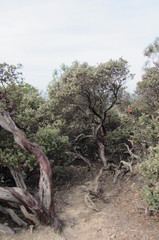 Arctostaphylos auriculata