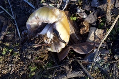 Prophysaon andersonii