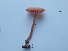 Agaricales