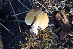 Prophysaon andersonii