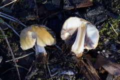 Coprinellus bipellis