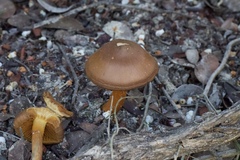 Cortinarius croceus