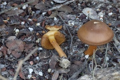 Cortinarius croceus