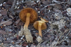 Cortinarius croceus