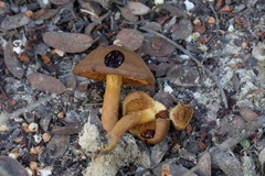 Cortinarius croceus