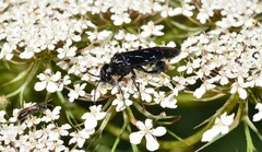 Tenthredo bifasciata