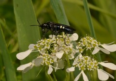 Tenthredo bifasciata