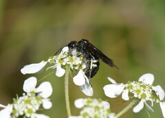 Tenthredo bifasciata