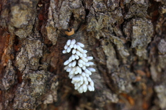Microgastrinae