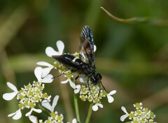 Tenthredo bifasciata