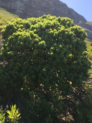 Mimetes fimbriifolius