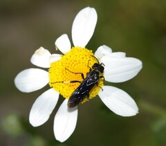 Tenthredo bifasciata