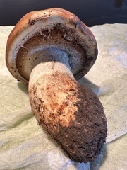 Agaricus fuscovelatus