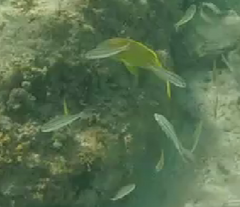 Haemulon flavolineatum