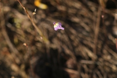 Utricularia geoffrayi