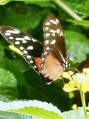 Heliconius hecalesia