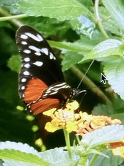 Heliconius hecalesia