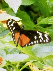 Heliconius hecalesia