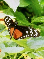Heliconius hecalesia