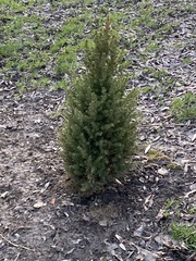 Taxus baccata