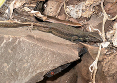 Gallotia caesaris gomerae