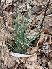Allium vineale
