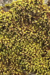 Anomodon viticulosus