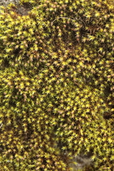 Anomodon viticulosus