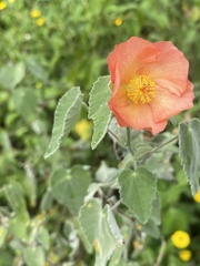 Abutilon