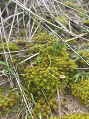 Arrhenia rickenii