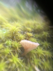 Arrhenia rickenii