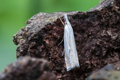 Crambus lathoniellus