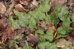 Pulmonaria officinalis