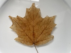 Acer leucoderme