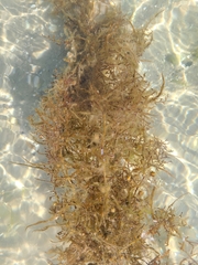 Sargassum fluitans