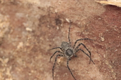 Philodromus margaritatus