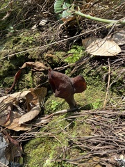 Gyromitra infula