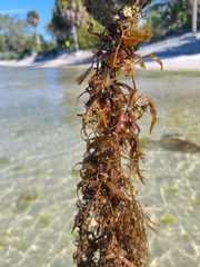 Sargassum fluitans