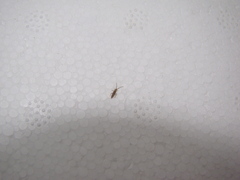 Entomobrya intermedia