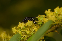 Tenthredo bifasciata