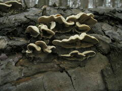 Skeletocutis carneogrisea