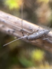 Tomoceridae