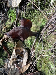 Gyromitra infula