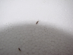 Entomobrya intermedia