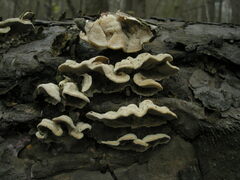 Skeletocutis carneogrisea