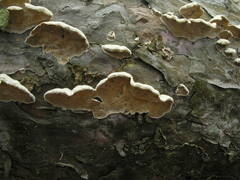 Skeletocutis carneogrisea